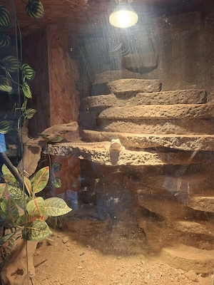 2 bartagamen mit oder ohne terra dringend