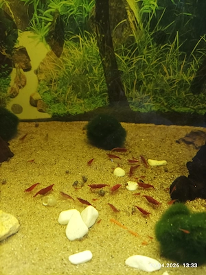 rote Sakura Garnelen