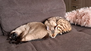 Bengal und Siam katze suchen Zuhausw