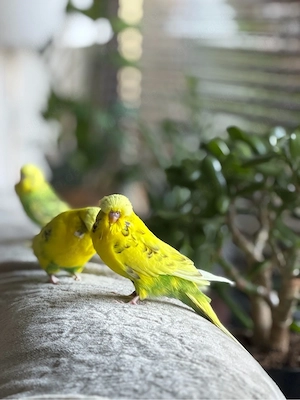 Schauwellensittich Pärchen zusammen abzugeben