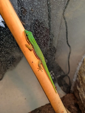 Phelsuma nigristriata   Schwarzstreifen Taggecko