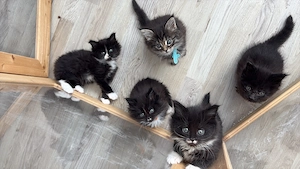 Maine Coon kitten :)