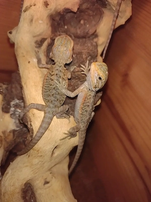 Süße Farb-Bartagamen Babys Pogona vitticeps liebevoll aufgezogen 