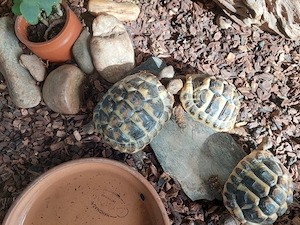 Griechische Landschildkröten männlich Hobbynachzucht