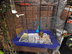 pfirsichtköpfchen vögel lovebirdes 