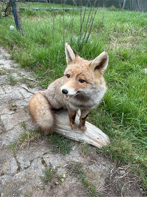 Fuchs Tierpräparat