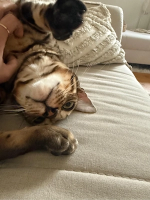 Bengal Kater  Bild 5