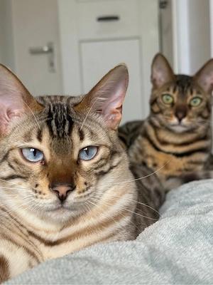 Bengal Kater  Bild 4