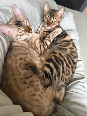Bengal Kater  Bild 3