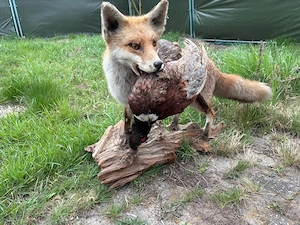 Fuchs mit Beute Tierpräparat