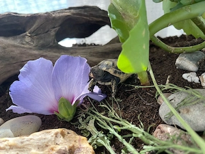 Zuckersüße Griechische Landschildkröten-Babys
