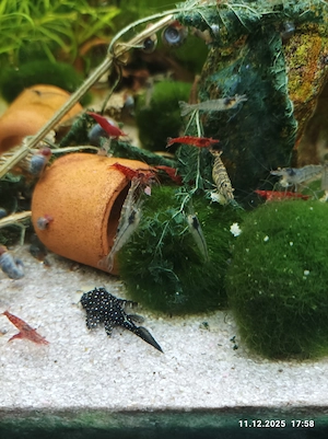 Schöne Red-Fire Jungtiere