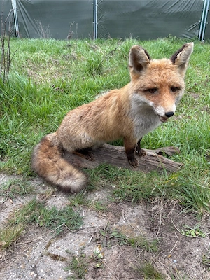 Fuchs Tierpräparat