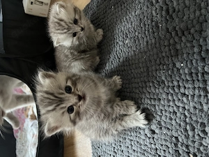 Britisch Kurzhaar kitten 