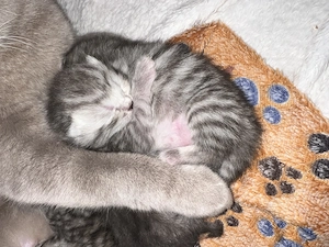 Britisch Kurzhaar kitten 