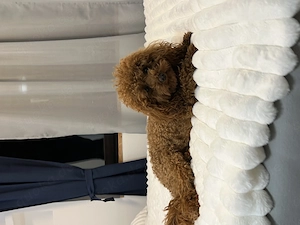 Toypudel steht für Deckung zur Verfügung