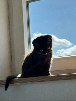 Wunderschönes BKH Kitten   