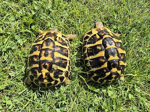 Griechische Landschildkröten (THH Testudo hermanni hermanni)