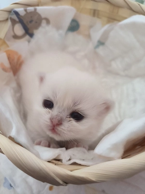 Reinrassige Britisch Langhaar 