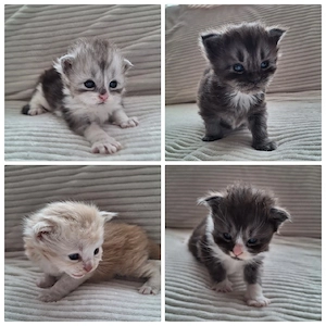 Maine Coon Kitten 