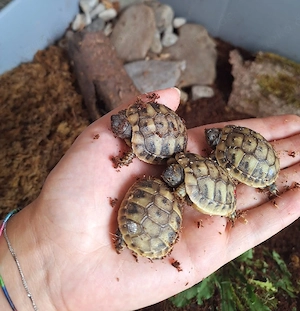 Griechische Landschildkröte (Thb) Nachzuchten aus 2024 2025