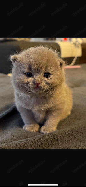 BKH Stammbaum 2 Kitten 