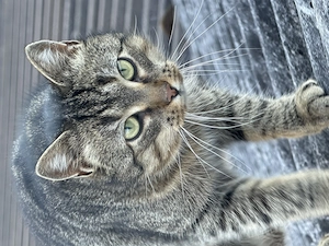 Kätzchen Wurf Mai 2026 Bild 2