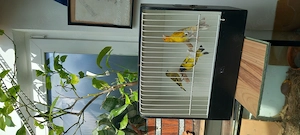 Mischlinge und Magellanzeisige 