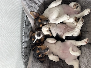 Jack Russell Terrier Welpen abzugeben 