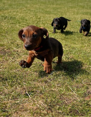 Dackel Welpen