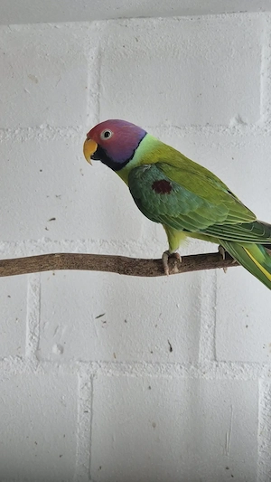 Pflaumenkopfsittich Hahn