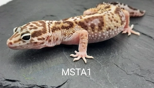 Leopardgecko Weibchen Mack Snow Tremper Albino 75