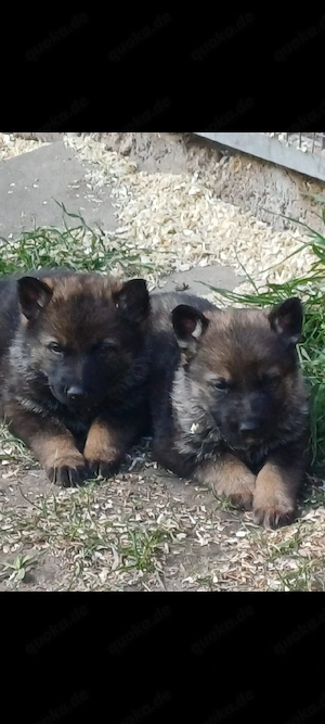 Verkaufe Schäferhund Welpen 