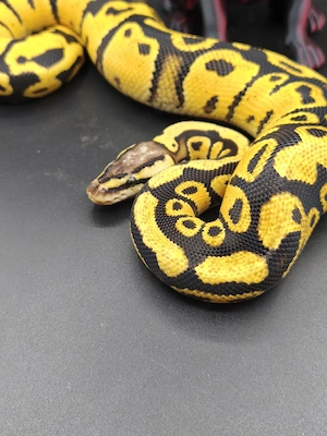 1.0 Pastel Fire Vanilla wookie dh Clown Pied 