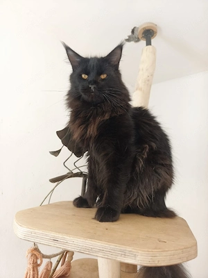 Junge Maine Coon Katzen XXL   2 Kater & 2 Kätzinnen, 7 Monate alt