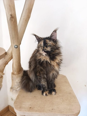 Junge Maine Coon Katzen XXL   2 Kater & 2 Kätzinnen, 7 Monate alt