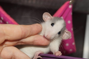 Rattenbabys aus liebevoller Zucht