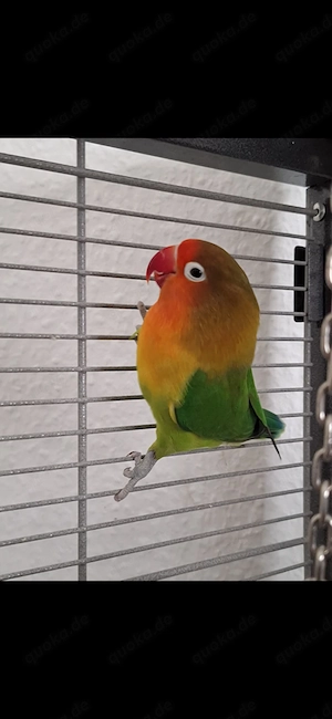 Agapornide abzugeben: Partnerin Schwarm gesucht 