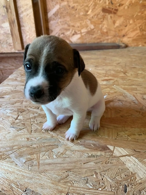 Jack Russell Welpen 