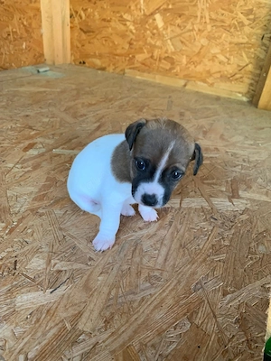 Jack Russell Welpen 