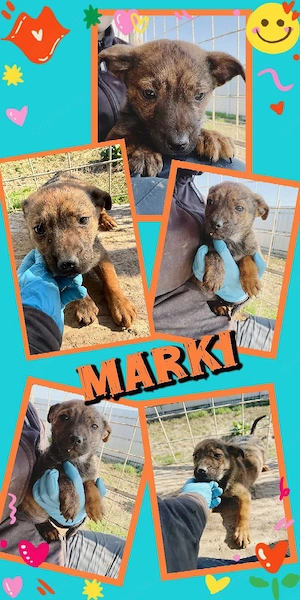 kleiner,  wunderschöner Welpenjunge "Marki" sucht ein liebevolles Zuhause