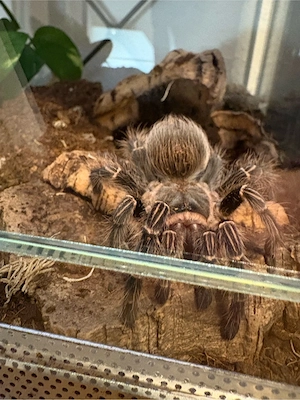 Vogelspinne Eupalaestrus campestratus weibchen