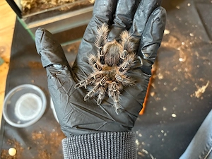 Vogelspinne Eupalaestrus campestratus weibchen