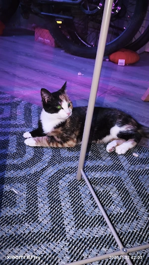 katze sucht neues Zuhause  Bild 3