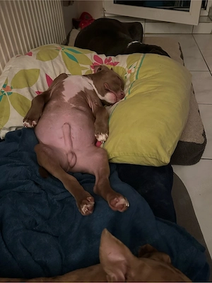 American Pocket Bully Rüde 