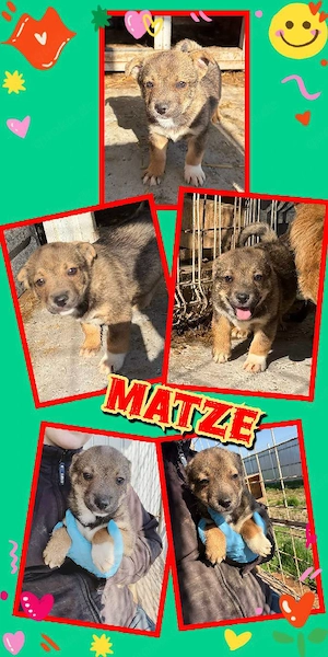 bezaubernder, kleiner Welpenjunge "Matze" sucht ein schönes Zuhause 