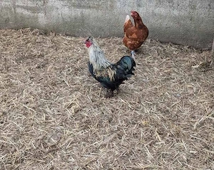 Zwerg Brahma Hahn Hühner 