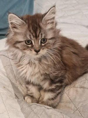 Maine Coon Kitten