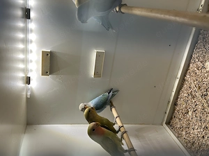 Nestjunge Rosenköpfchen 