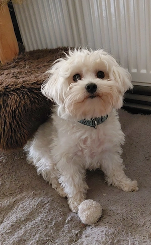 Maltipoo Chihuahua Mix Rüde Bild 3